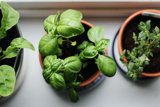 Basil to stop mosquito bite from itching