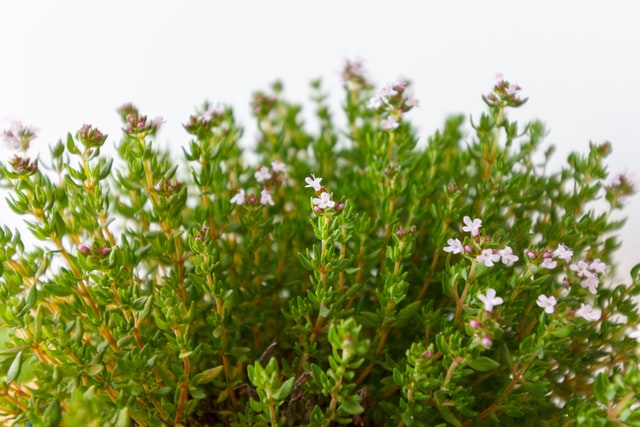 Thyme to stop mosquito bite from itching
