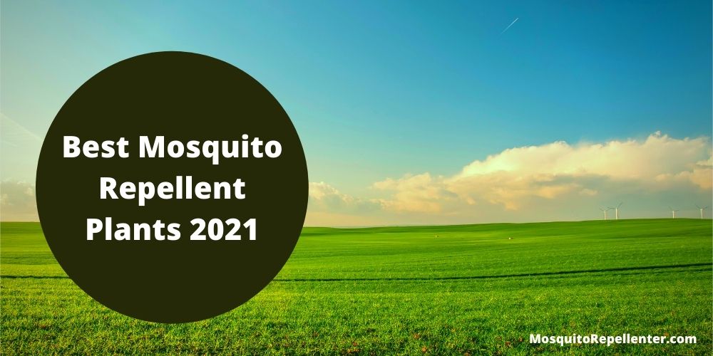 Best Mosquito Repellent Plants 2021
