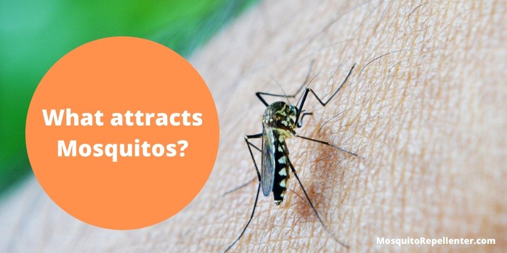 What attracts Mosquitos