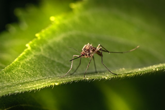 image of Mosquito on green leaf