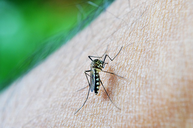 image of mosquito on a man hand