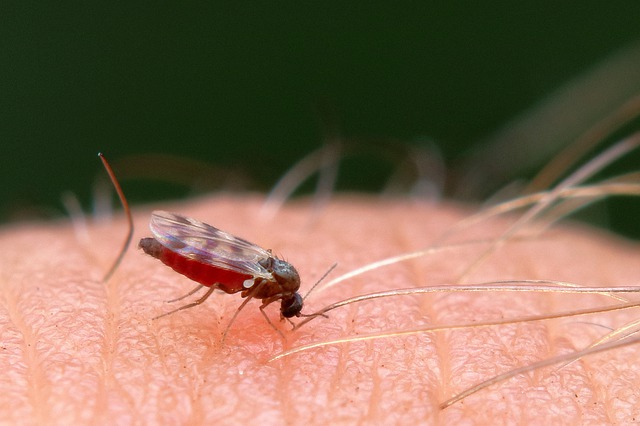 image of mosquito suck human blood